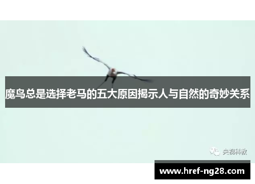 魔鸟总是选择老马的五大原因揭示人与自然的奇妙关系
